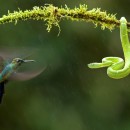 GDT / Naturfotograf 2010